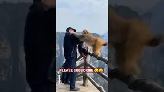 Courageous monkey. #shorts #trending #subscribe  #monkey #tiktok #youtube #youtubeislife #subcribe