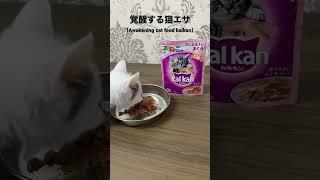 Amazonで購入覚醒する猫エサ(Scottish fold responds to cat food purchased on Amazon) #猫 #子猫 #マンチカン