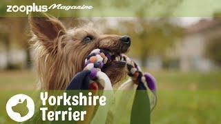 Yorkshire Terrier: Everything about the Yorkie, character, education and care | zooplus.co.uk