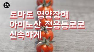[한스연TV] 토마토 영양장해에는 아미노산 전용통로로 신속하게