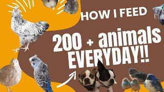 How I feed 200+ animals EVERYDAY #bird #guineapig #budgies #quail #dog #fish #chicks #chickens