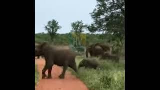 Angry Elephant Herd|Omgggg #youtubeshorts #southafricatoday #viral #wildlife