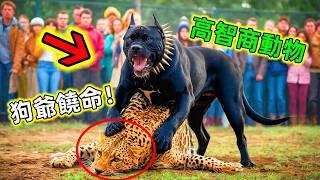 動物惹錯對手的精彩畫面｜勝券在握的獵殺結果反被高智商動物反殺#動物被反殺 #動物對決 #動物大戰 #動物解說 #動物科普 #世界之最 #王宇觀地球