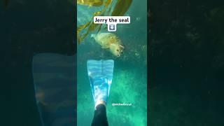 Jerry the seal #seal