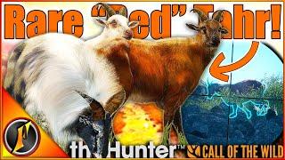 Multimount Complete!!!  | Rare "Red" Tahr! | theHunter Call of the Wild