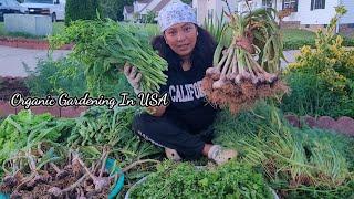 Organic Gardening In USA/Hard work Payoff/Jenna Shrestha Organic garden/What I Grow In My Garden?