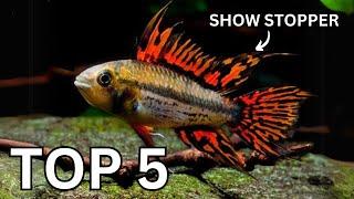 Top 5 Centerpiece Fish for Small to Medium Community Aquariums