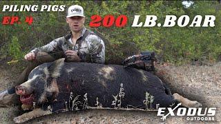 Ryan Drops 200 Pound Boar | Bowhunting Texas Hogs | Piling Pigs EP. 4