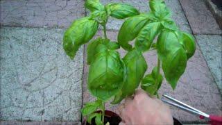 How to Grow Basil from Seed