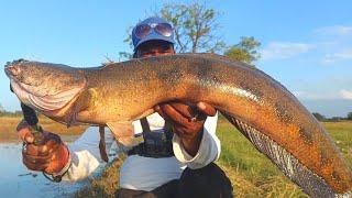 Fishing videos | Big Snakehead Fish hunting | Big Murral Fishing | Ahtesham khan fishing | Fishing