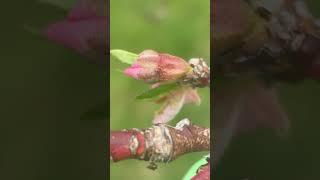 Peach bud day 118