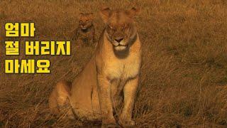 Runaway lioness to protect her cubs (Eng CC)