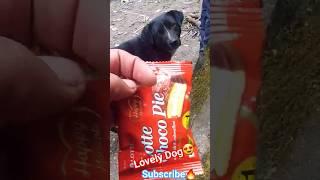 Lovely Dog  #shorts #viral #sarvayahighvlog 