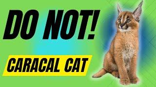 7 Reasons You Should NOT Get A Caracal Cat