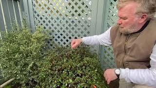 How to Prune Rhododendron AzaleaTrees & Shrubs - Seattle Arborist Chip Kennaugh