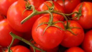 Gardening: Tips for growing the best and juiciest tomatoes