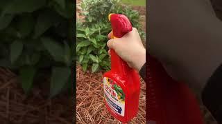 Amanda is achieving #gardengoals with Sevin Insect Killer #garden #gardeningadvice #gardening