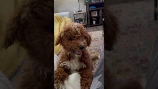 What?!?! #puppy #heather #youtubeshorts #shorts #funny #pets #dog #animals