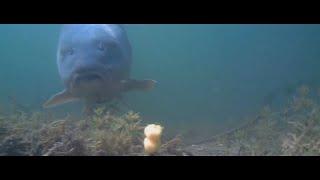 UNDERWATER CARP FISHING |  Enjoy this compilation video I Waterwolf 1.1