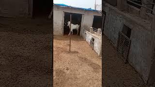 #goat #goatfarming #animals #goatfarm #goatbusiness #farming