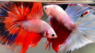 58"Most Beautiful Betta Fish: Stunning Colors & Gorgeous Betta Fish Tanks"