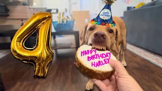 Celebrating Our Labrador's 4th Birthday!! | SWIMMING, CAKE & MORE!!!