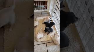 Puppies playing together for the first time