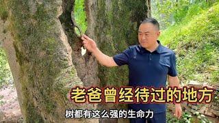 路过老爸30年前上班的地方，胖哥手碰到了什么？一定要小心避让它