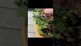 Larch Bonsai Spring Pruning #bonsai #bonsaitree #larchbonsai #bonsaicare #bonsaicommunity