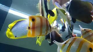 butterfly fish only tank feeding冬瓜搶餌