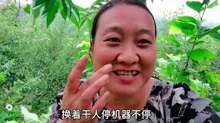 龙姐夫妻俩为摘李子做准备工作，喜欢的朋友欢迎来奶茶直播间下单