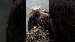 Eagle Mother Shelters Her Chicks from Storm #mother #birds #eagle #rain #trending #viralvideo