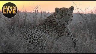 safariLIVE - Sunrise Safari - October 26, 2018