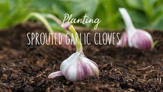 Gardening tutorial on planting sprouted garlic bulbs. #growing #garlic