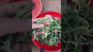#엉겅퀴#항가꾸~알랑가몰라~잉##구독#좋아요#사랑합니다#