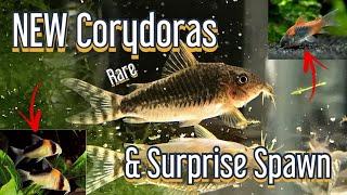 Epic New Corydoras and HUGE Surprise!