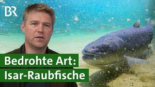 Huchen züchten für die Isar | Artenschutz | Unser Land | BR