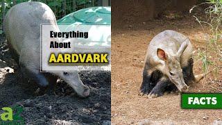 Aardvark | Everything You Need to Know | Description, Habitat, Facts, Diet, and More