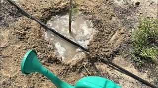 Goumbook x Amazon | Ghaf Tree Planting | Dubai | 2024 05 31