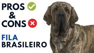 Fila Brasileiro Pros and Cons | Brazilian Mastiff Dog Advantages and Disadvantages