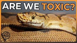 Is the Ball Python Community TOXIC? (Discussing Reptile Controversies)