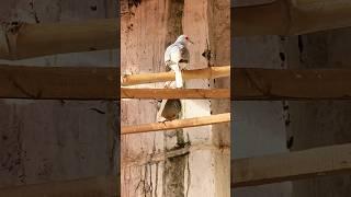 Diamond dove In colony #bilalbirds #dove #diamonddove #birds