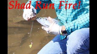 How to Catch Shad: Shad Fishing Tactics & Rigs that Work!