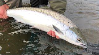 River Eden Carlise Angling Association