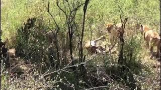 Lions vs Leopard | Leopard pulled out of a tree by lions