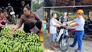 Ex-husband secretly helps Chau Dac. Harvesting bananas to sell.