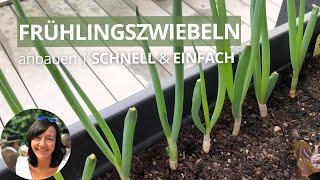 Der einfachste Weg Frühlingszwiebeln anzubauen - Frühlingszwiebeln nachwachsen lassen | Regrowing