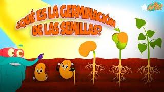 ¿Qué Es La Germinación De Semillas? | Ciencias Cara Niños | Vídeo educativo | Educativos Para Niños