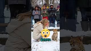 호랑이와 친구가 된 어린 소녀! 