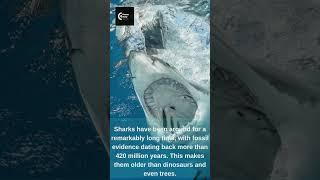 Facts About Shark Life #shorts #facts #sharks #sharklife #seawater #whale #dolphin #underseaworld